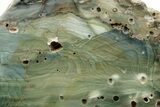 Freestanding Gary Green Jasper (Larsonite) Bog Wood - Oregon #377813-1